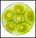 Aspergillus flavus