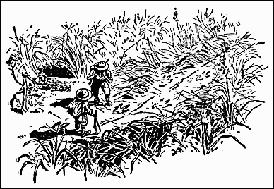 footprints